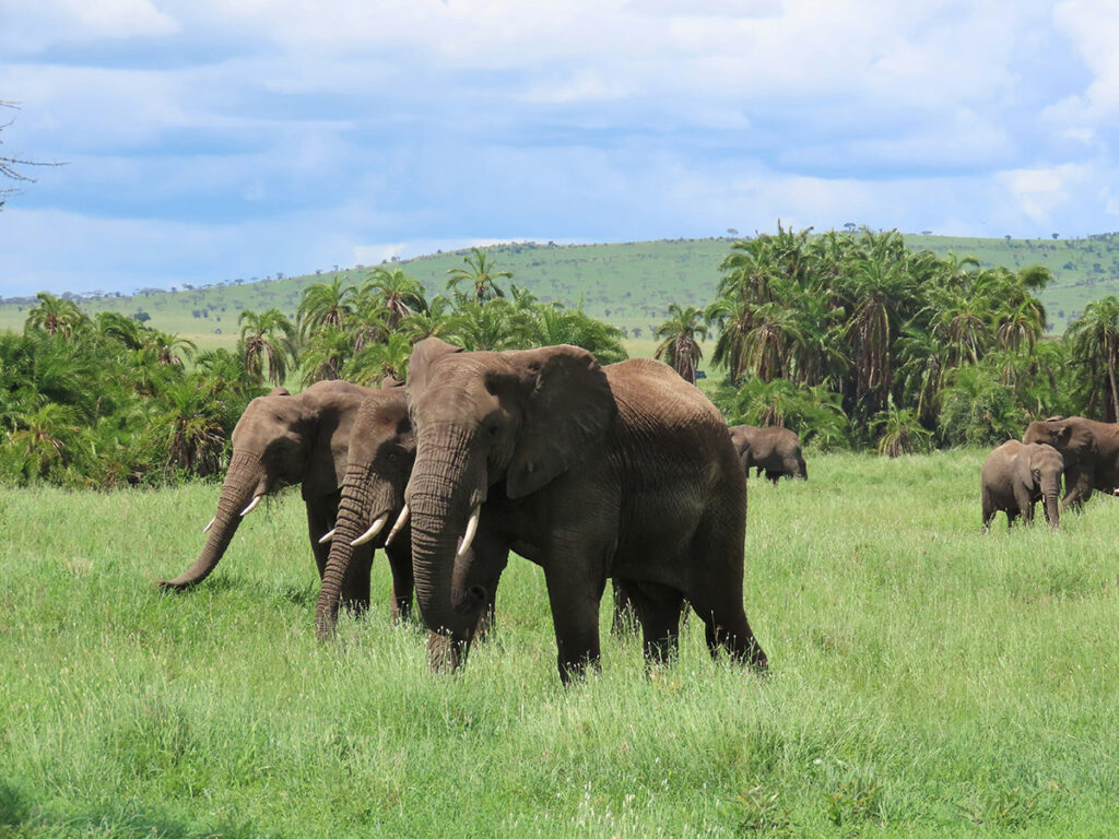Elephants in Tanzania