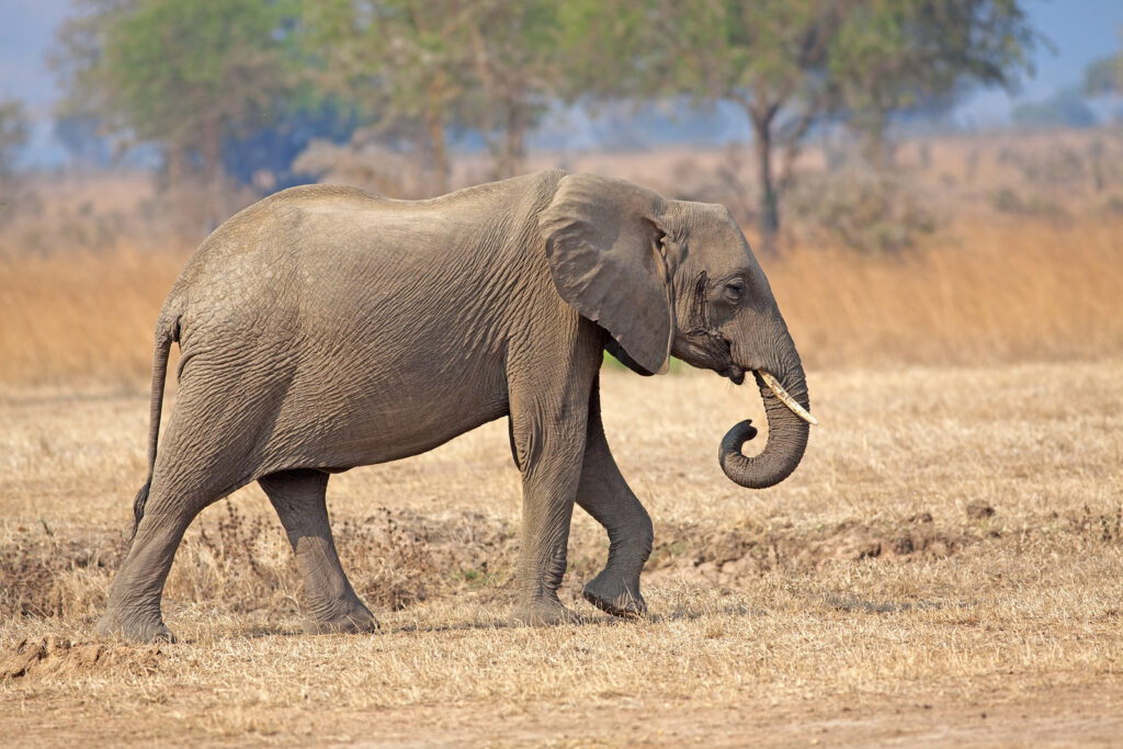 Elephant in Tanzania