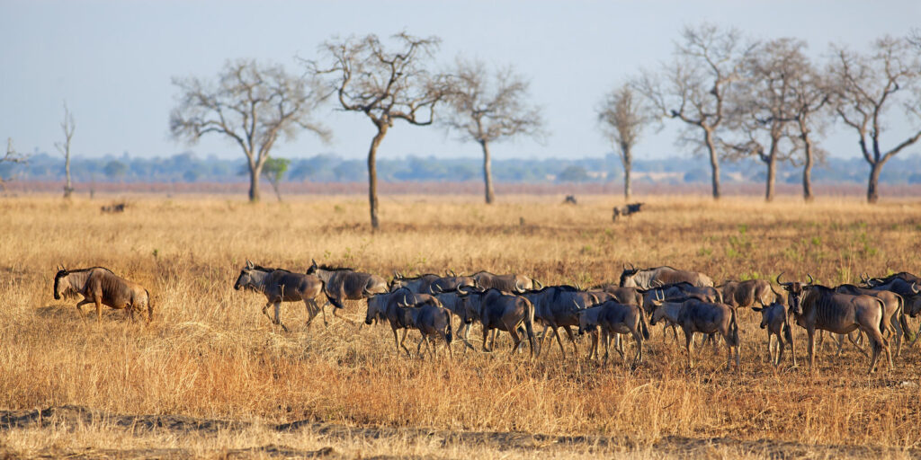 Wildebeest in Tanzania