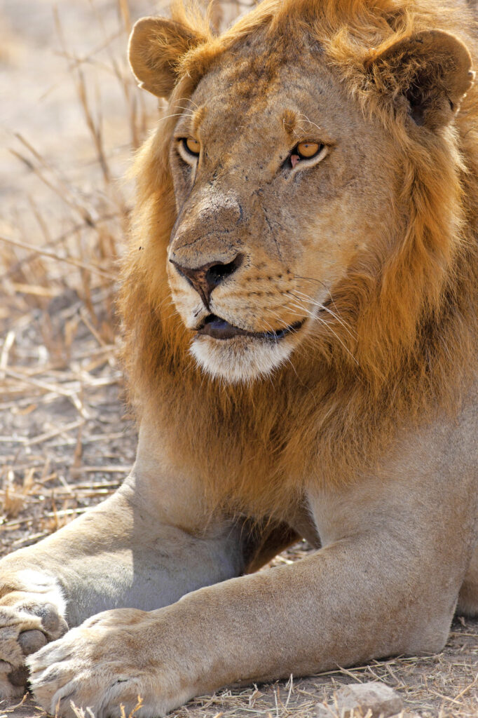 Lion in Tanzania