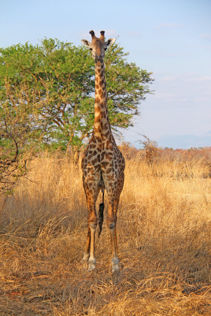 Giraffe in Tanzania
