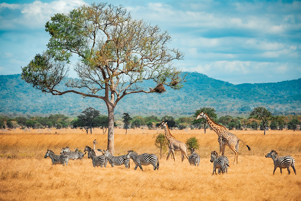 Zebras and giraffes in Tanzania