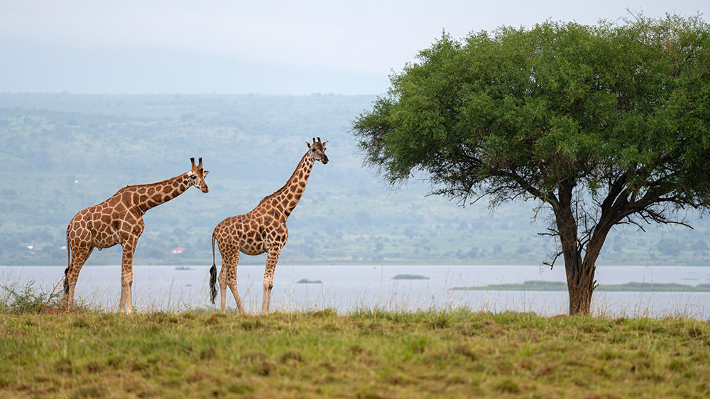 Giraffes in Uganda