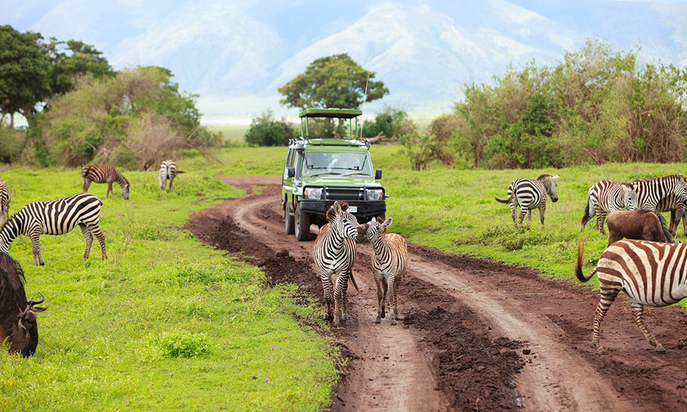 Zebras and a safari vehicle in Tanzania