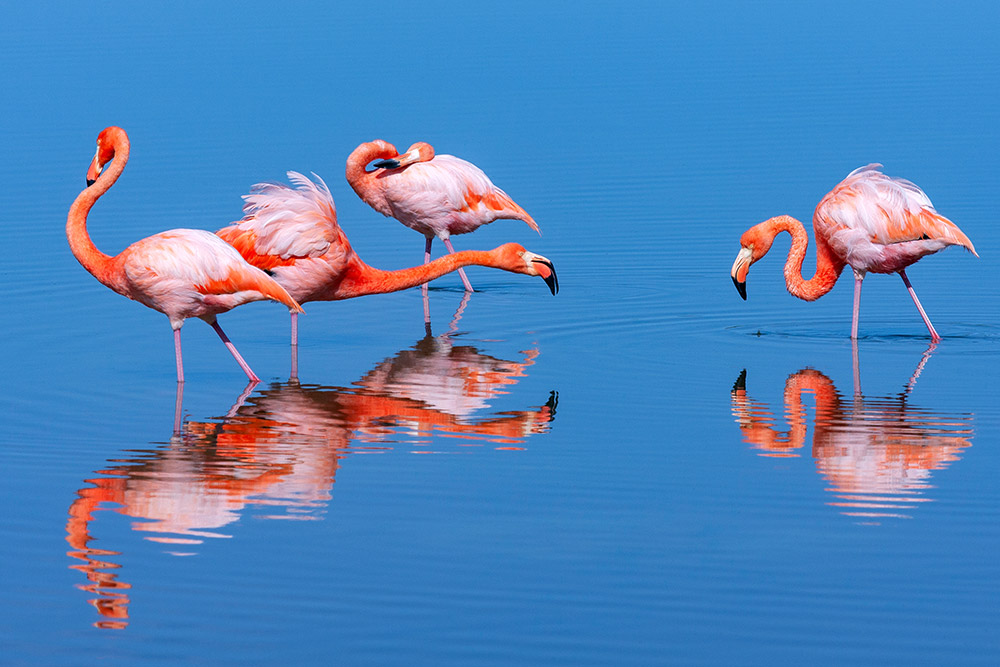 Flamingos in the Galapagos Islands